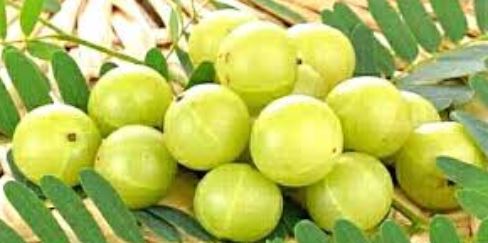 পাকা আমলকীর ছবি – প্রাকৃতিক ভেষজ ফল