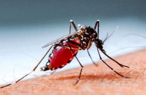 ডেঙ্গু আক্রান্ত হয়ে ২৪ ঘণ্টায় হাসপাতালে ভর্তি ২৫০